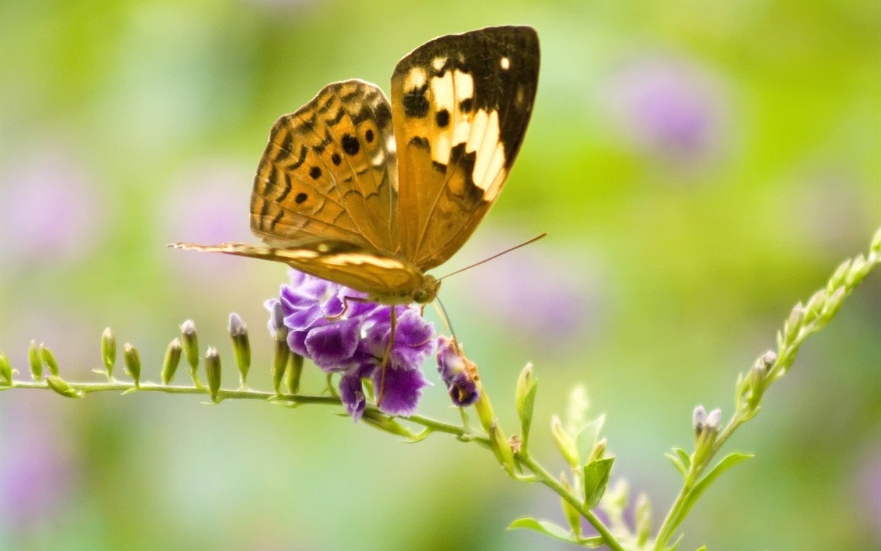 Butterfly Foto tapety (3) #27 - 1280x800