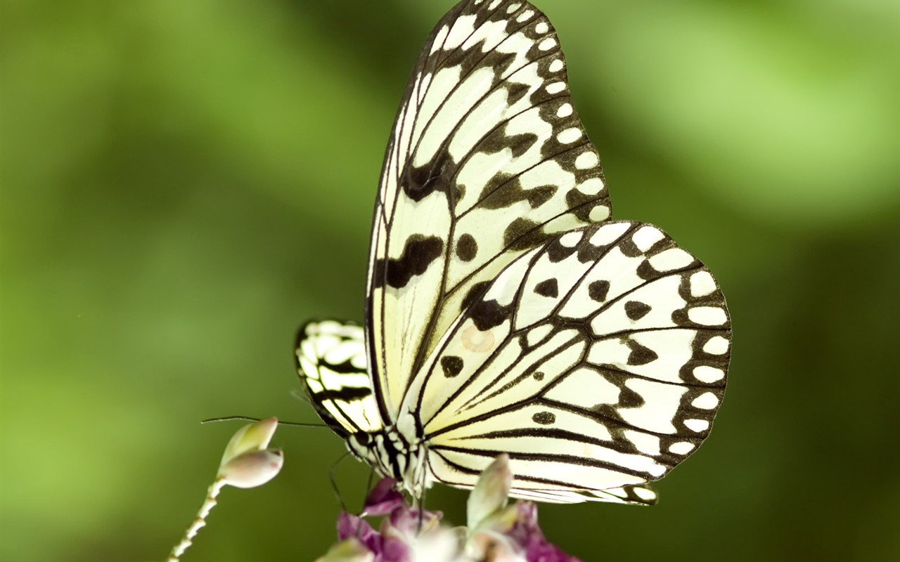 Butterfly Foto tapety (3) #28 - 1280x800