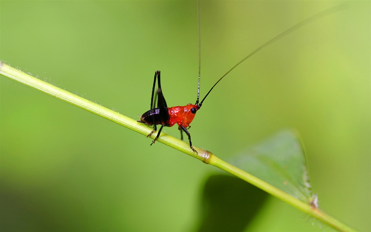 Papel tapiz de insectos # - 1280x800