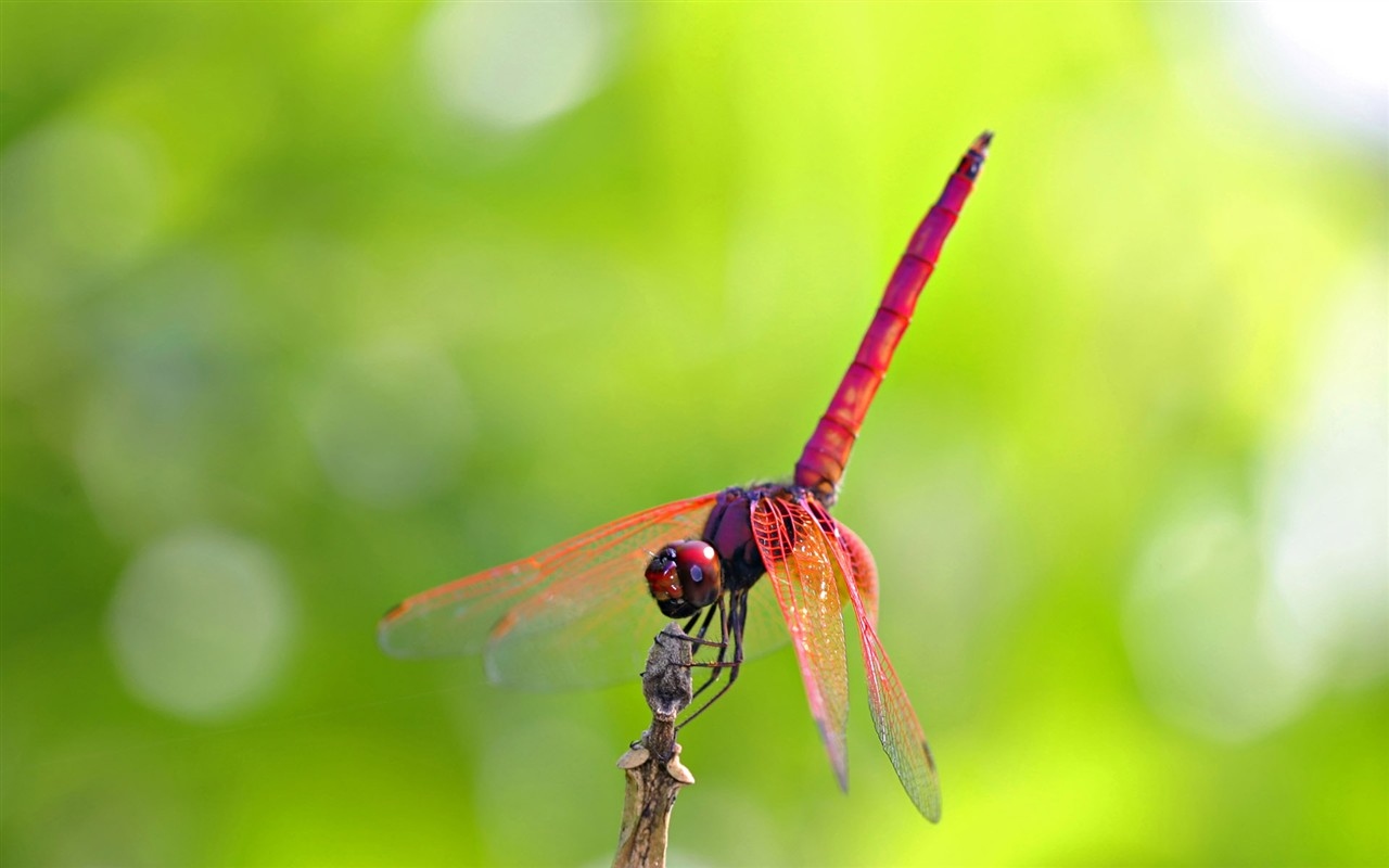 Papier peint des insectes # - 1280x800