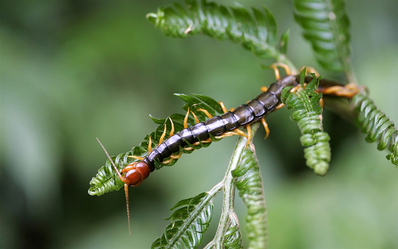 Papier peint des insectes # - 1280x800