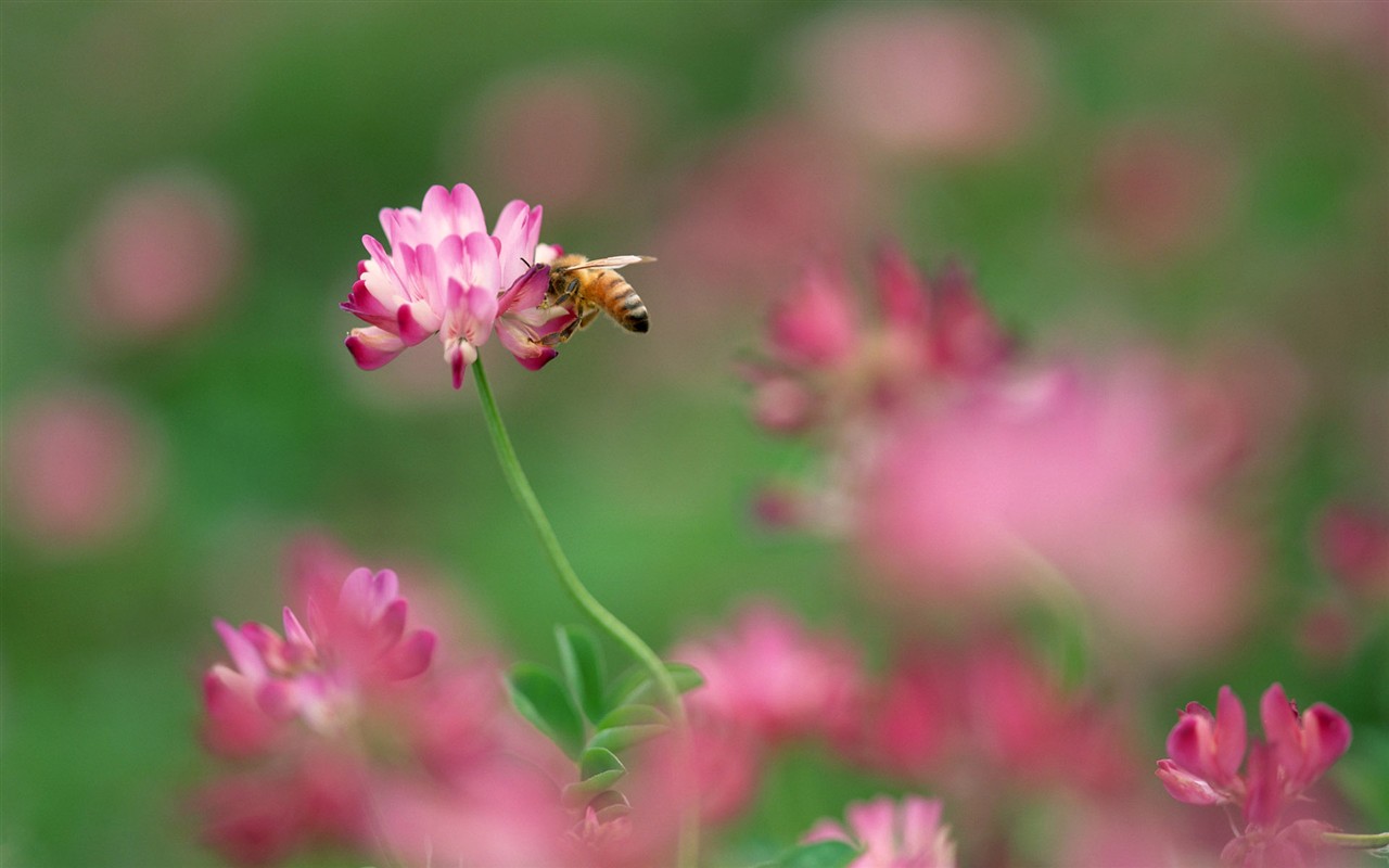 Papier peint des insectes # - 1280x800