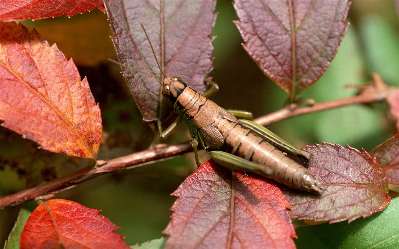 Papier peint des insectes # - 1280x800