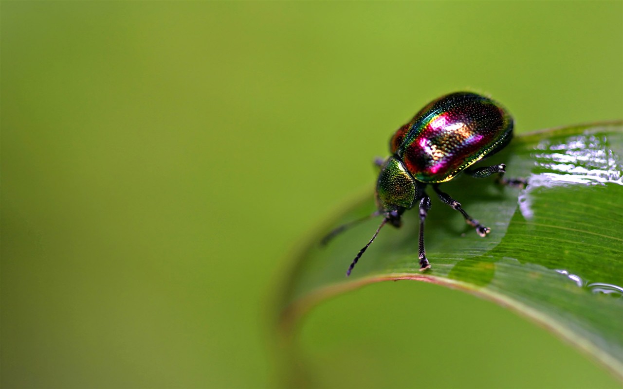 Papier peint des insectes # - 1280x800