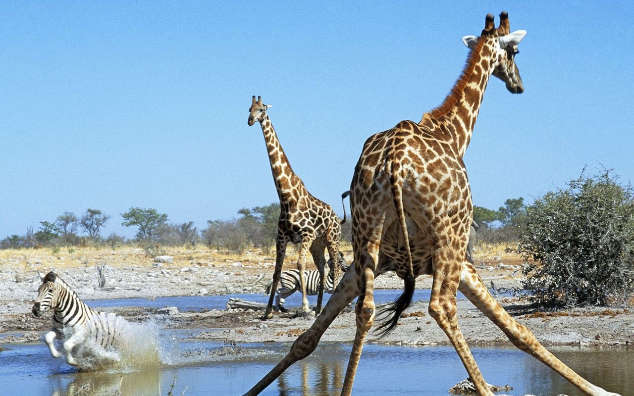Animal Wallpaper Collection (2) #8 - 1280x800