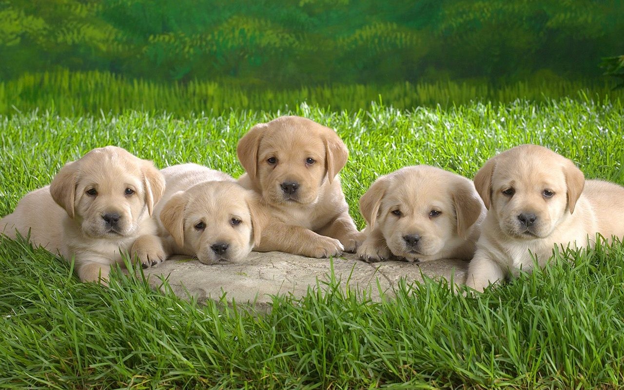 Animal Wallpaper Collection (2) #11 - 1280x800