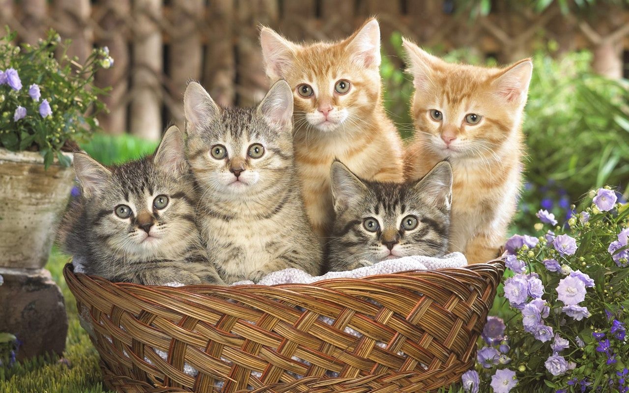 動物壁紙合集(二) #52 - 1280x800