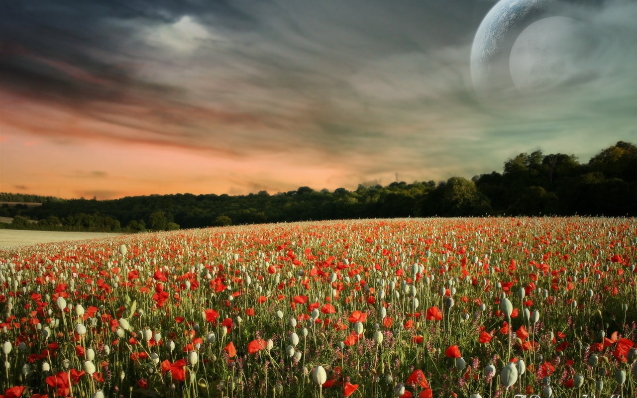 Non-mainstream design wallpaper (1) #6 - 1280x800