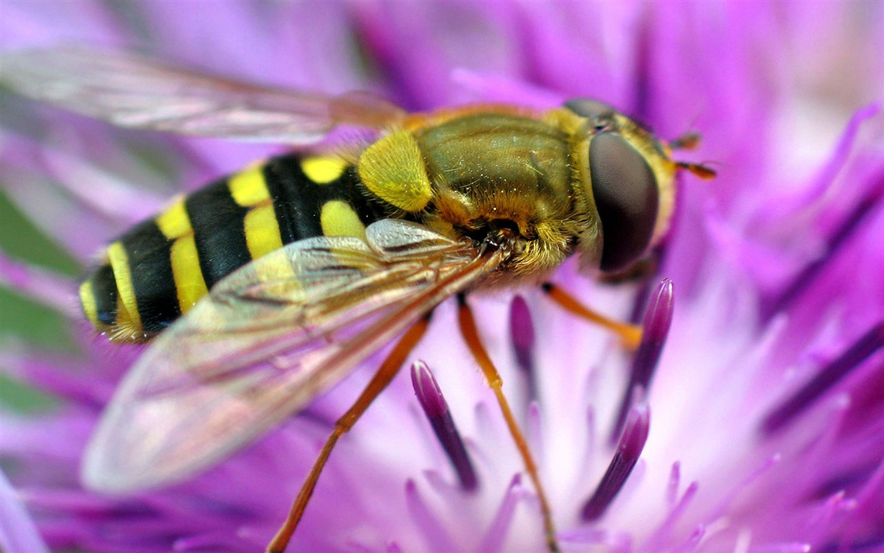 蜂花之恋壁纸专辑(一)14 - 1280x800