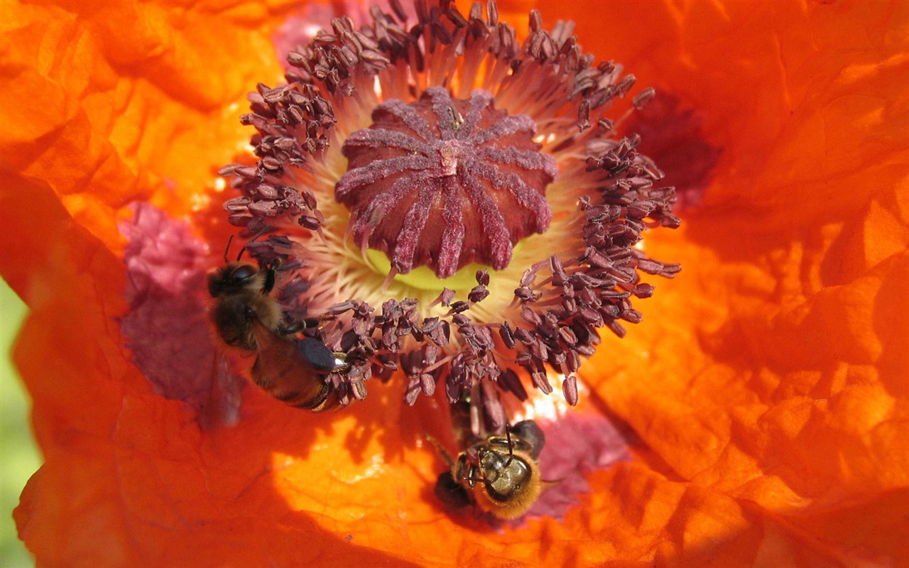 Love Bee Flower wallpaper (1) #15 - 1280x800