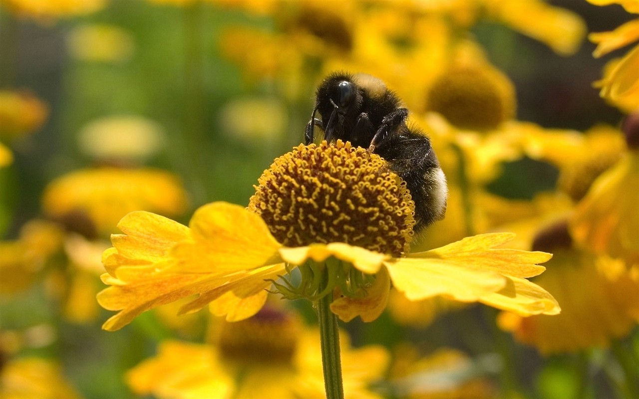 Láska Bee květin tapety (1) #16 - 1280x800