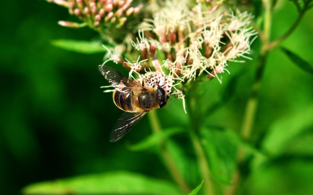 Love Bee Flower wallpaper (2) #1 - 1280x800