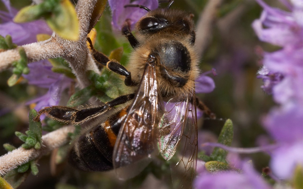 Love Bee Flower wallpaper (2) #2 - 1280x800