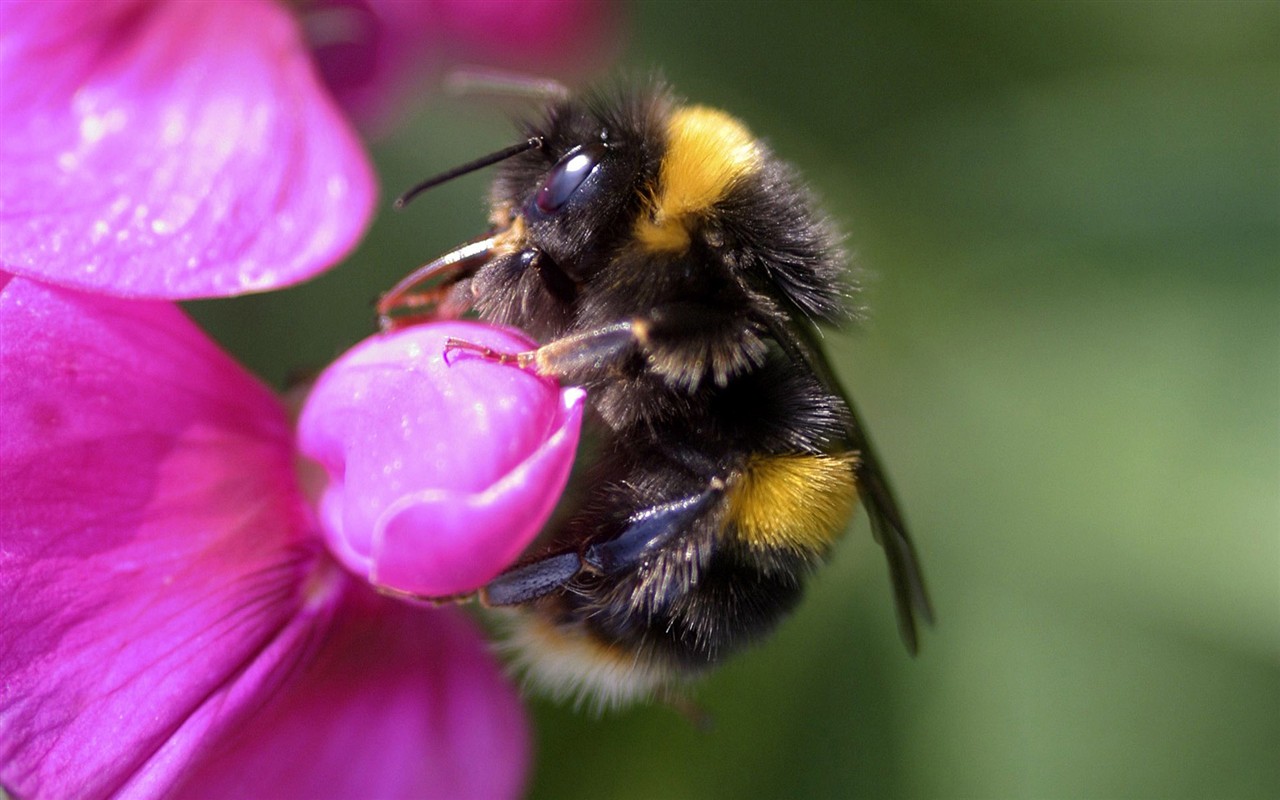 Love Bee Flower wallpaper (2) #3 - 1280x800