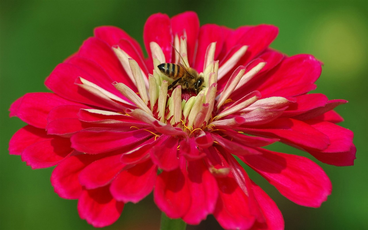 Love Bee Flower wallpaper (2) #6 - 1280x800