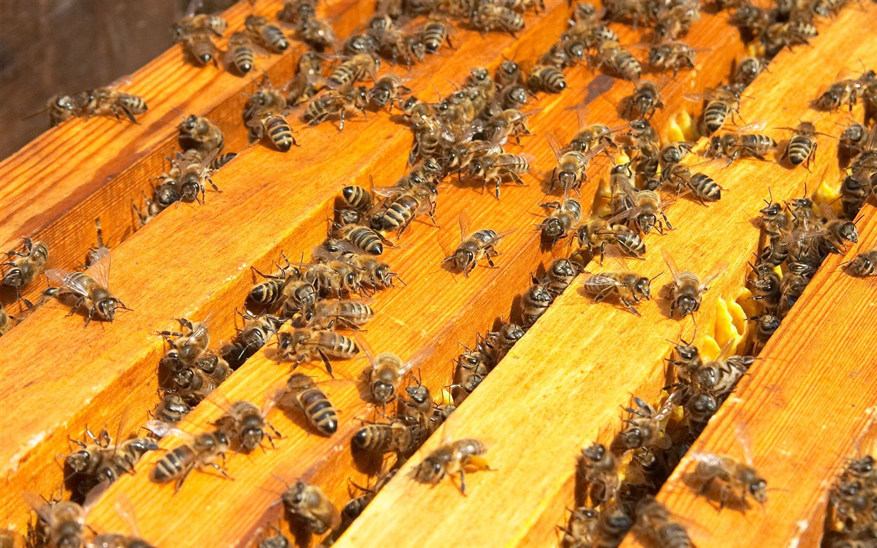 Láska Bee Květina tapetu (2) #7 - 1280x800