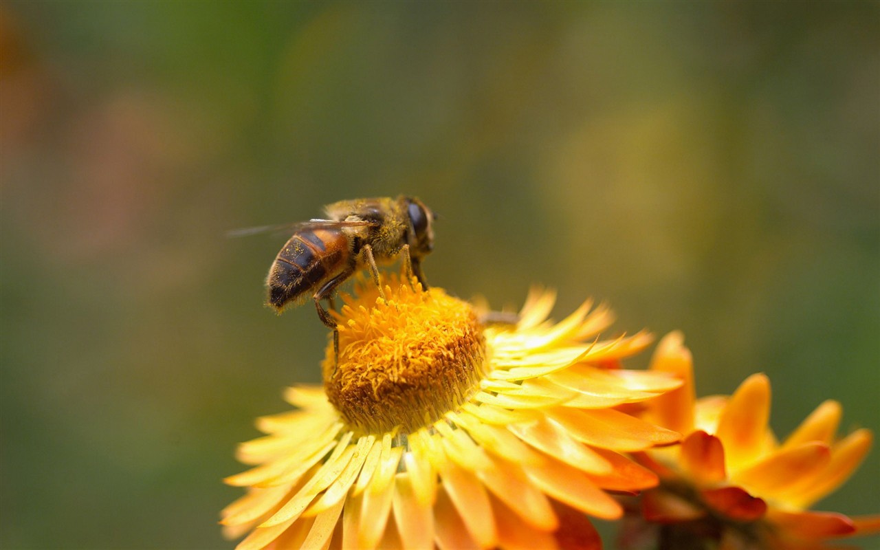 Amor Abeja Flor fondo de pantalla (2) #13 - 1280x800