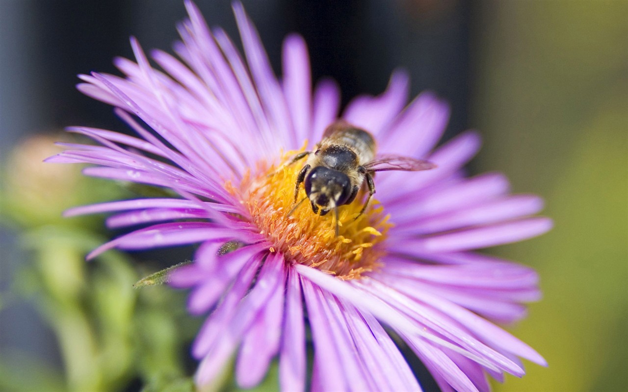 Láska Bee Květina tapetu (2) #17 - 1280x800