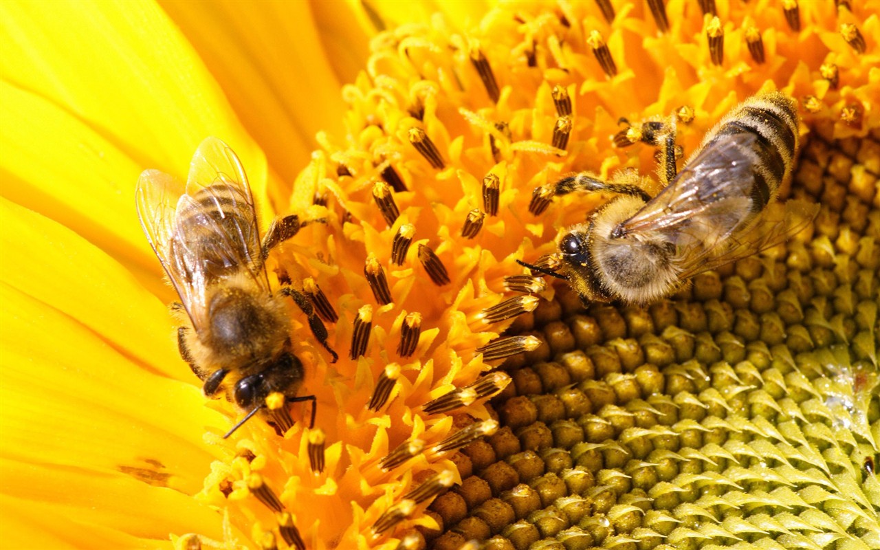Láska Bee Květina tapetu (2) #18 - 1280x800