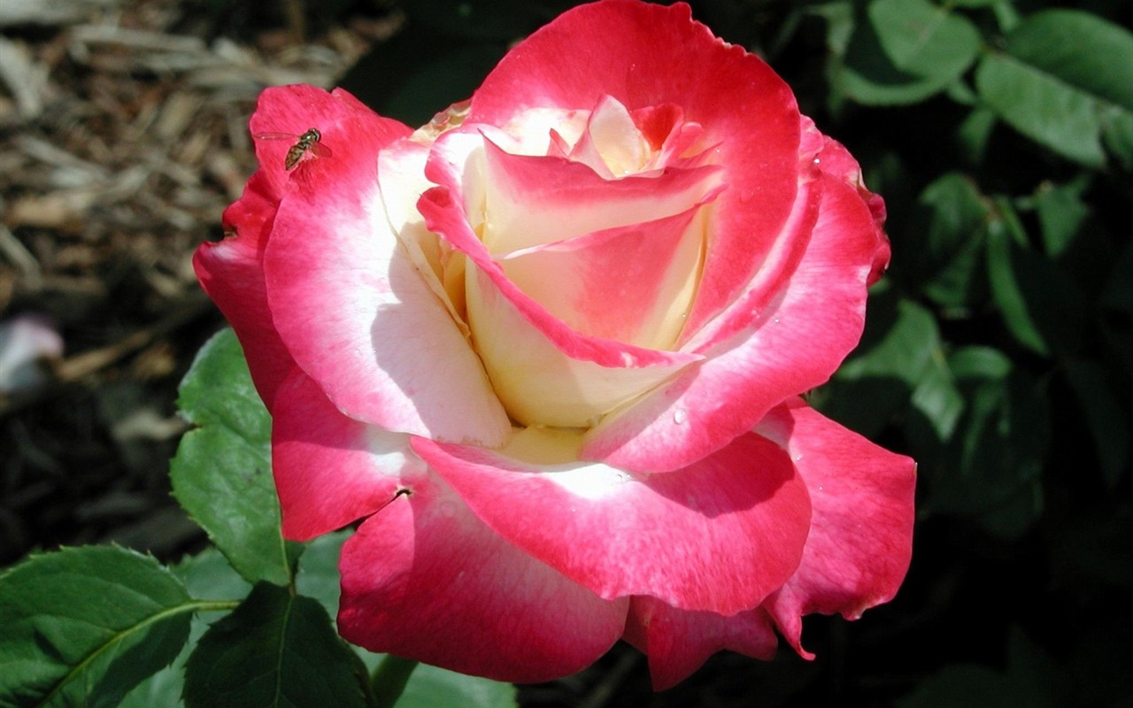 Rose foto super tapetu #1 - 1280x800
