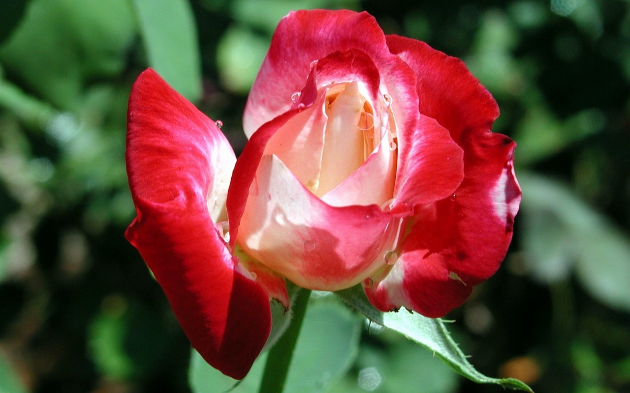 Rose foto super tapetu #2 - 1280x800