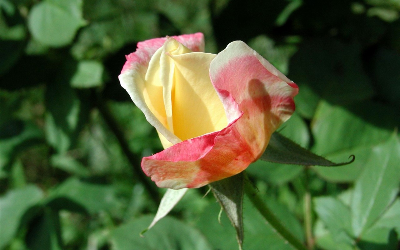Rose photo super wallpaper #4 - 1280x800