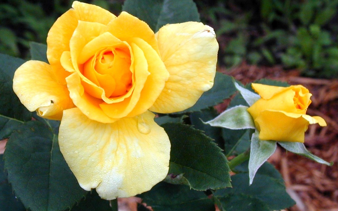 Rose foto super tapetu #13 - 1280x800