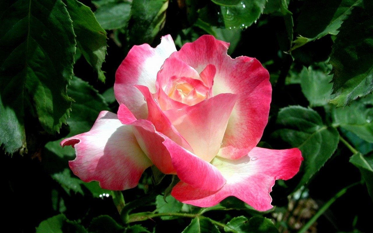 Rose foto super tapetu #15 - 1280x800