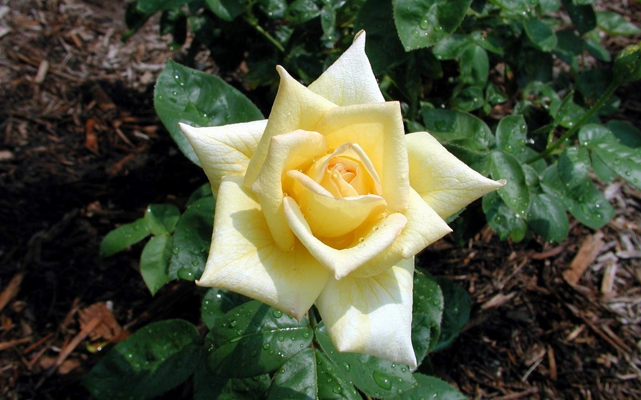 Rose photo super wallpaper #16 - 1280x800