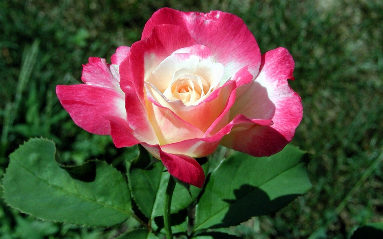 Rose foto super tapetu #17 - 1280x800
