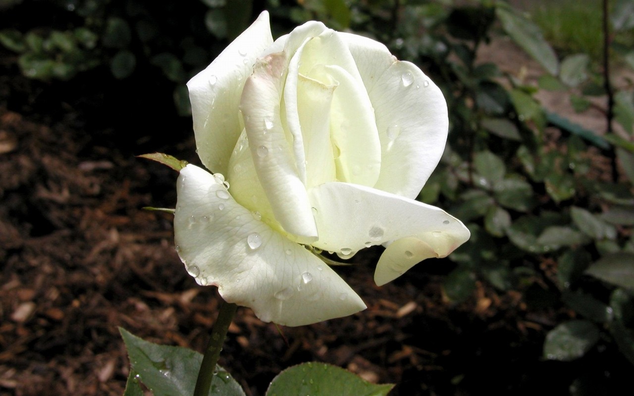Rose photo super wallpaper #18 - 1280x800