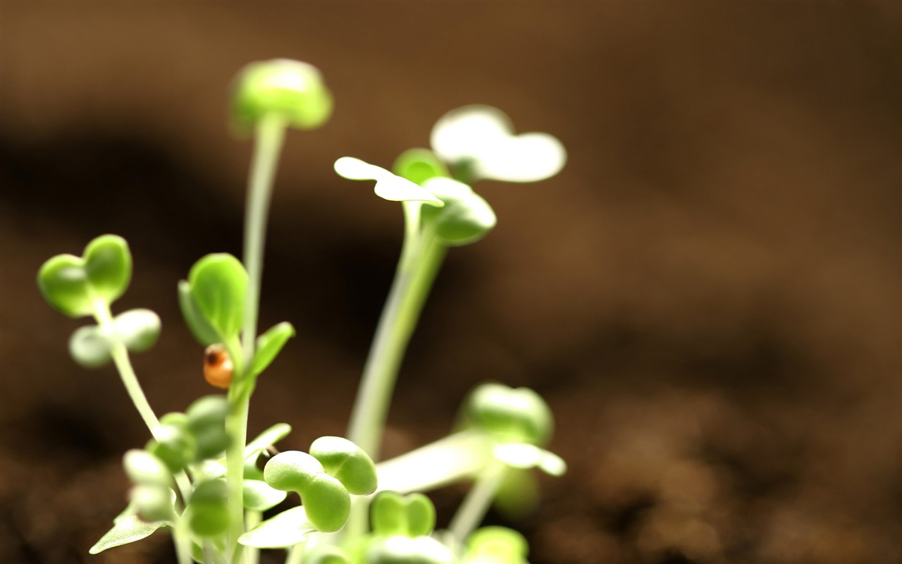 新芽嫩葉高清植物壁紙 #2 - 1280x800