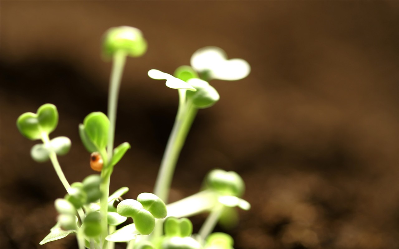 新芽嫩叶高清植物壁纸2 - 1280x800