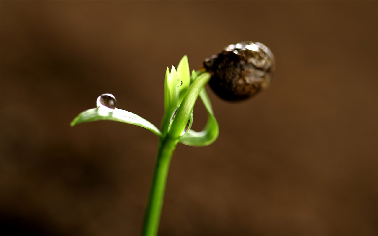 新芽嫩叶高清植物壁纸3 - 1280x800