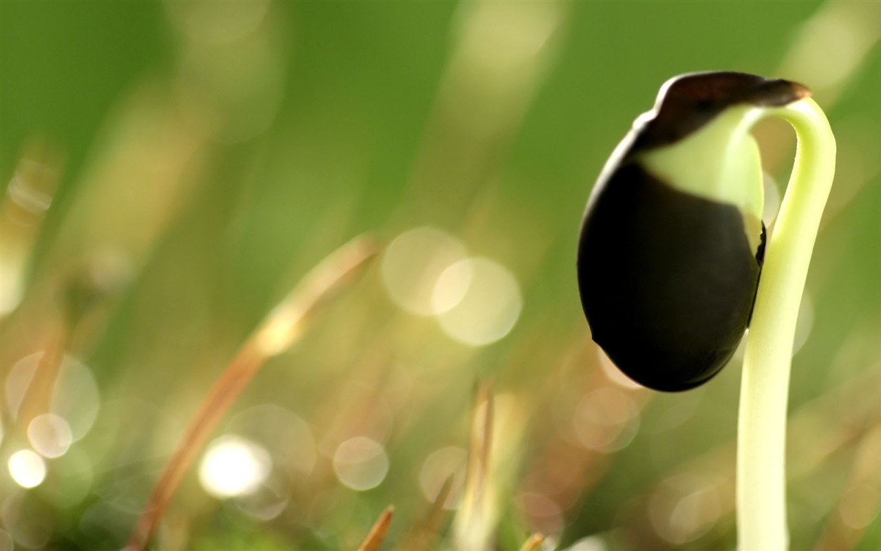 新芽嫩叶高清植物壁纸4 - 1280x800