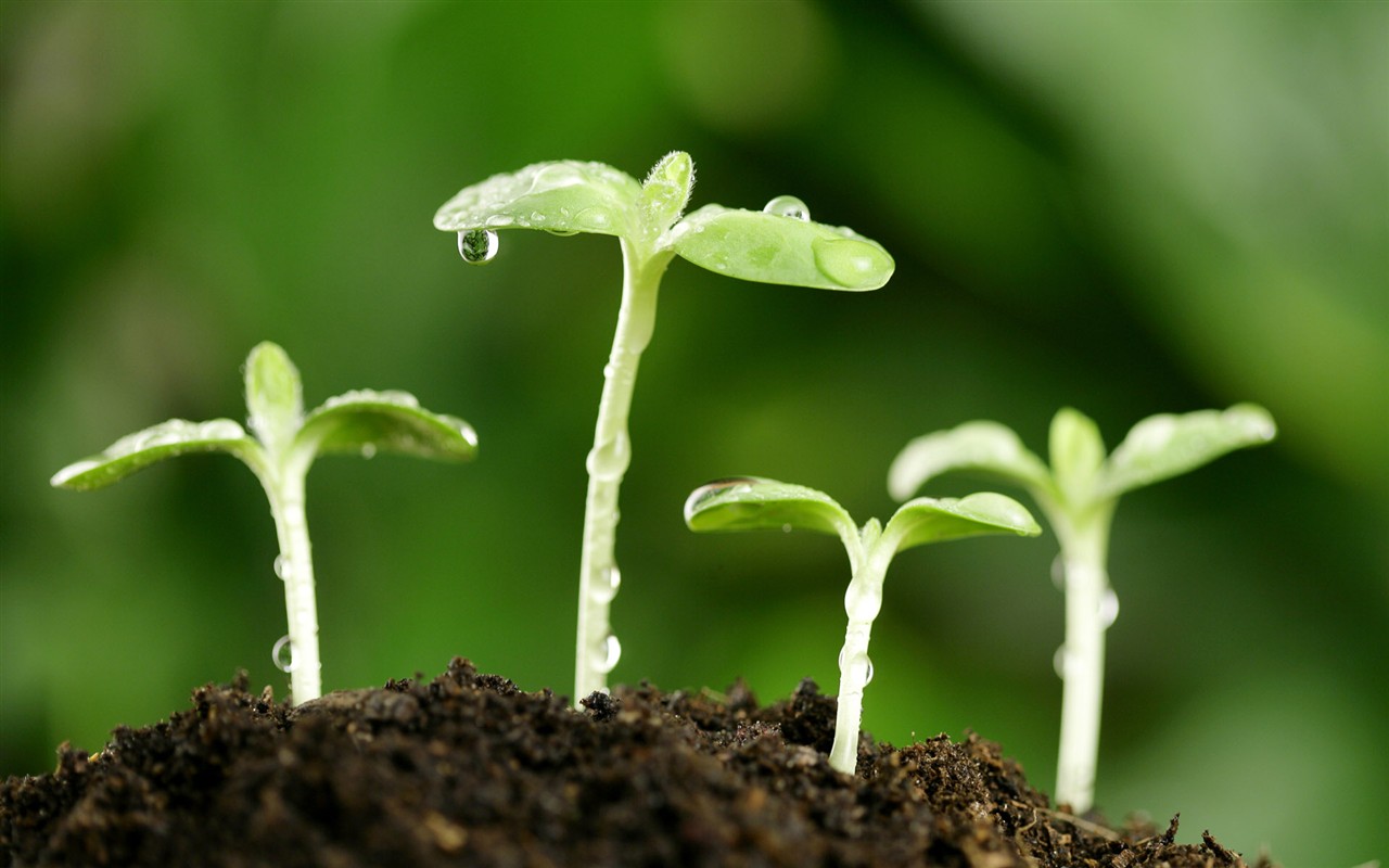 新芽嫩葉高清植物壁紙 #5 - 1280x800