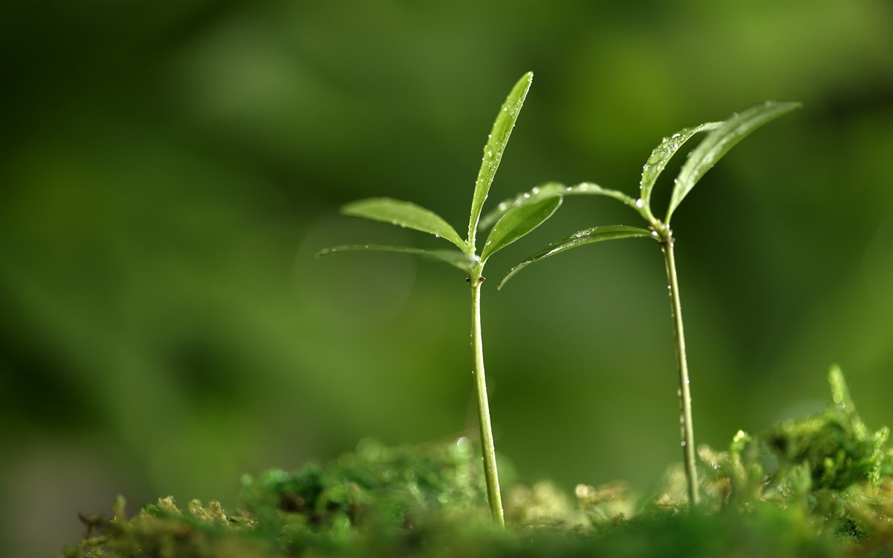 HD plants sprout leaves wallpaper #8 - 1280x800
