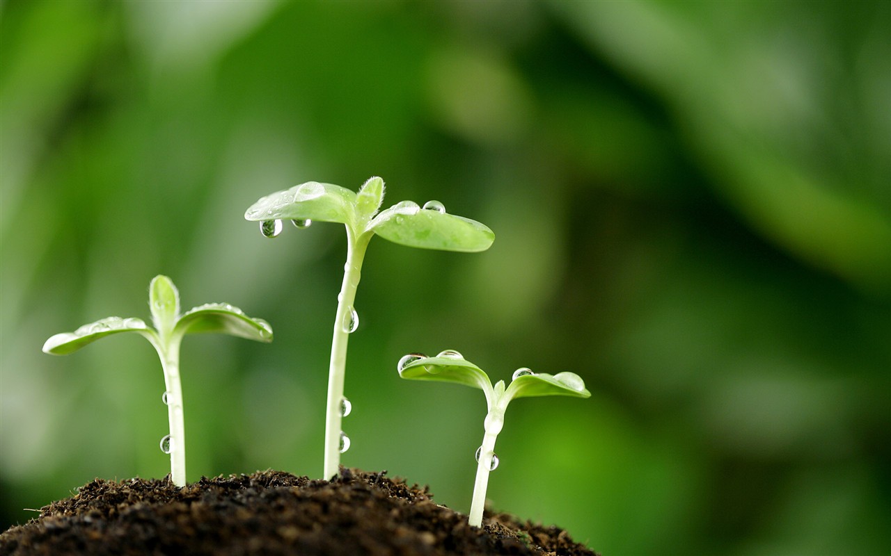 HD plants sprout leaves wallpaper #10 - 1280x800