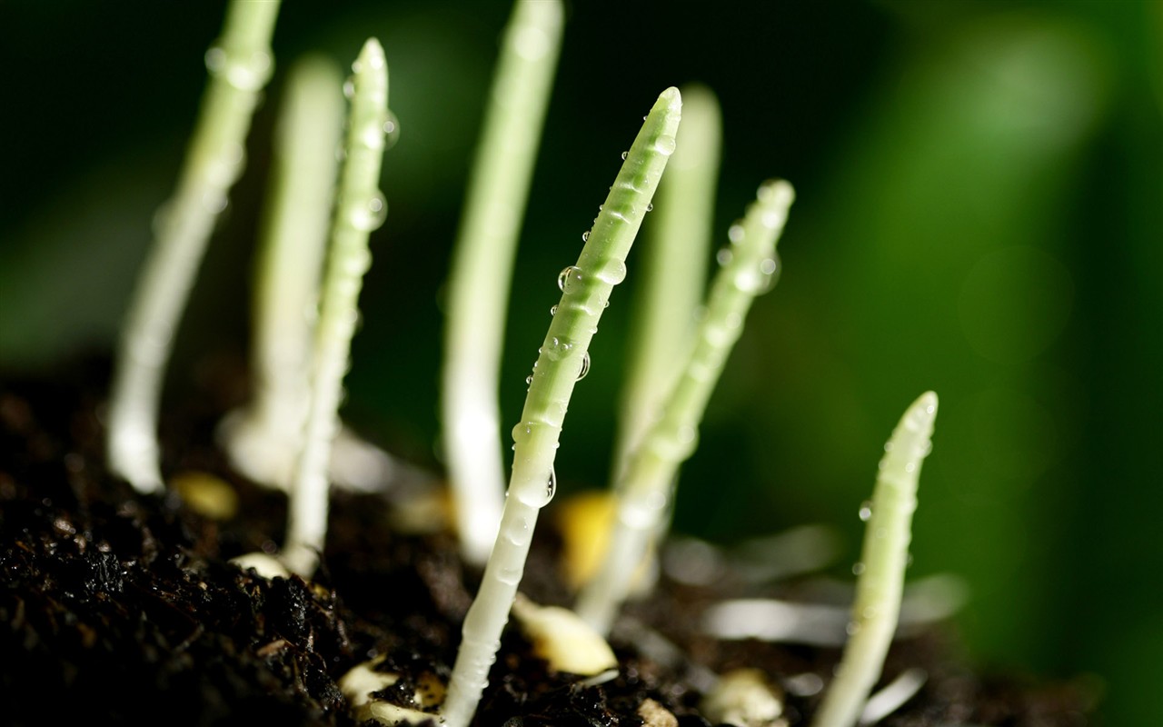 新芽嫩葉高清植物壁紙 #18 - 1280x800