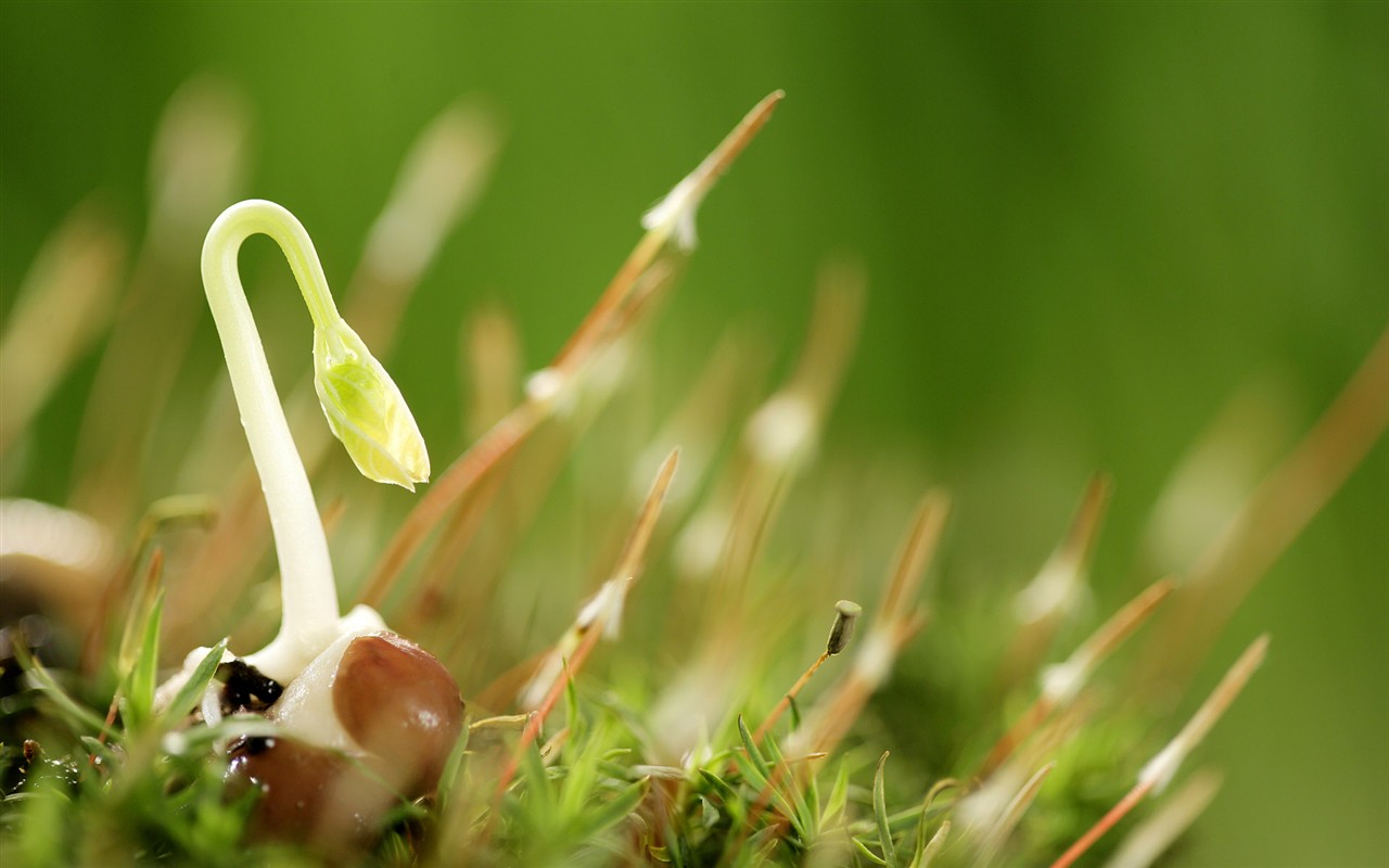 新芽嫩葉高清植物壁紙 #19 - 1280x800