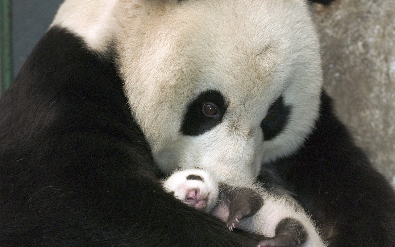 Panda wallpaper album #2 - 1280x800