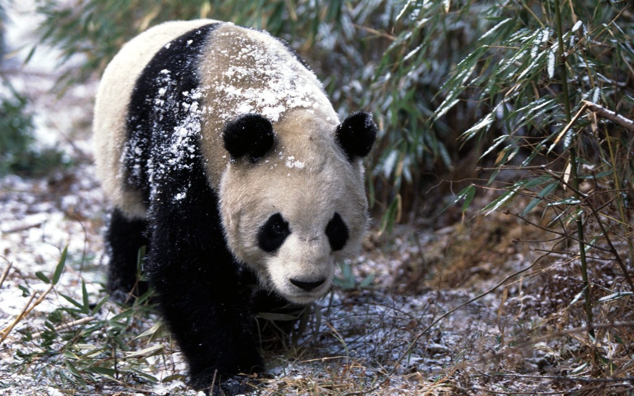 Panda wallpaper album #3 - 1280x800