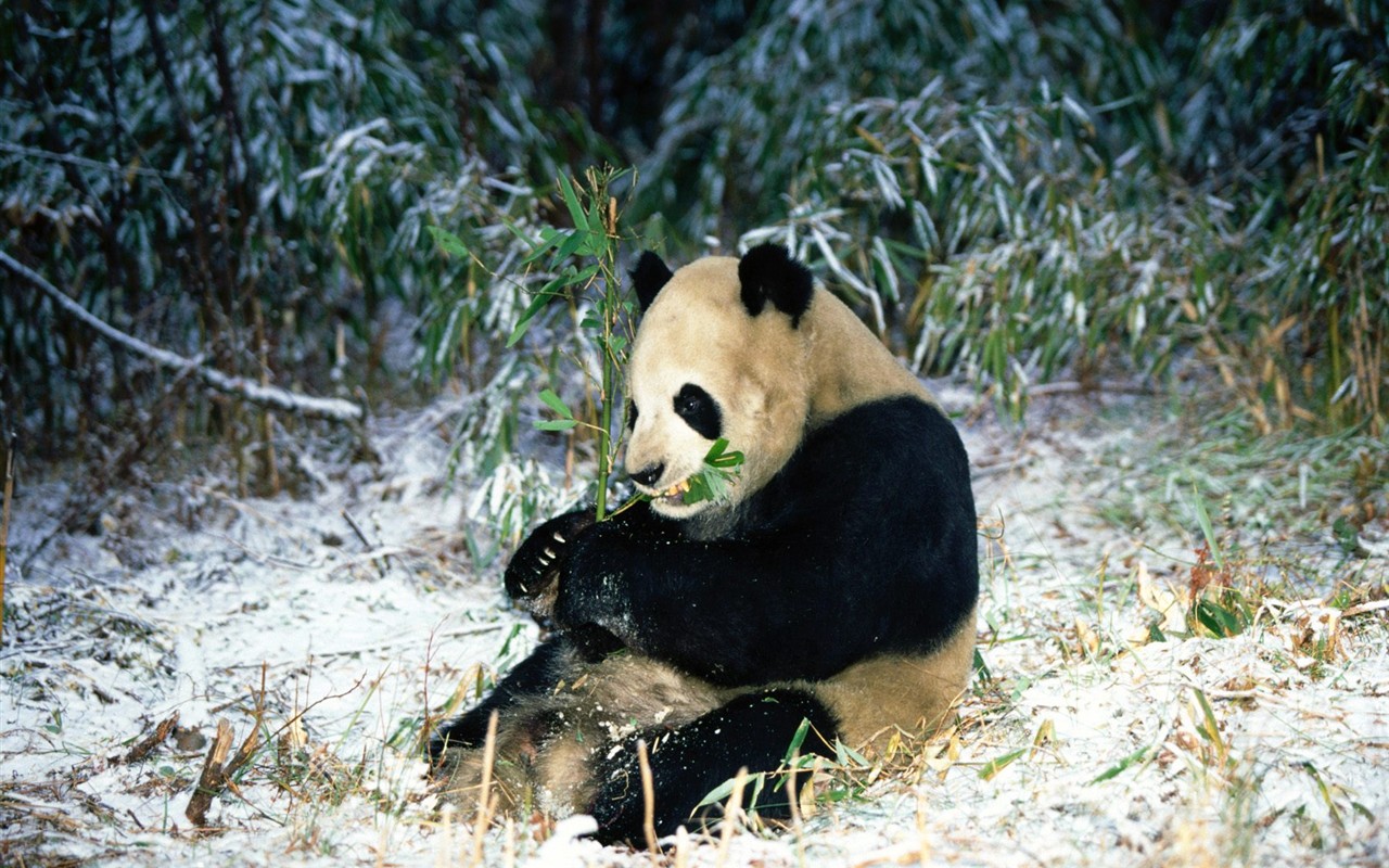 Panda álbum de fondo de pantalla #5 - 1280x800