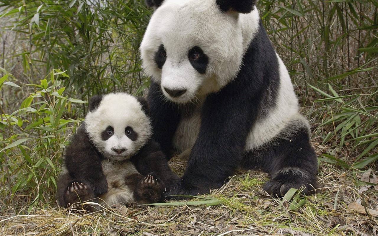 Panda álbum de fondo de pantalla #7 - 1280x800