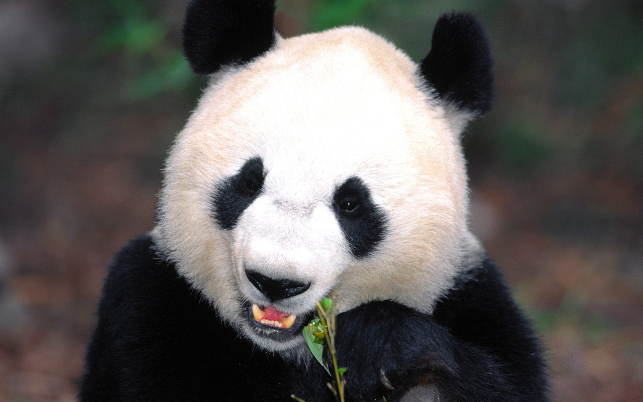 Panda álbum de fondo de pantalla #9 - 1280x800