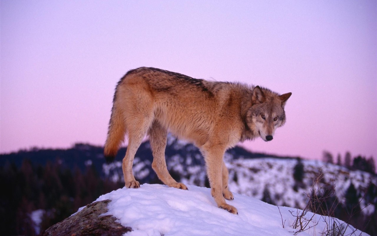 Wolf Wallpaper Album #3 - 1280x800