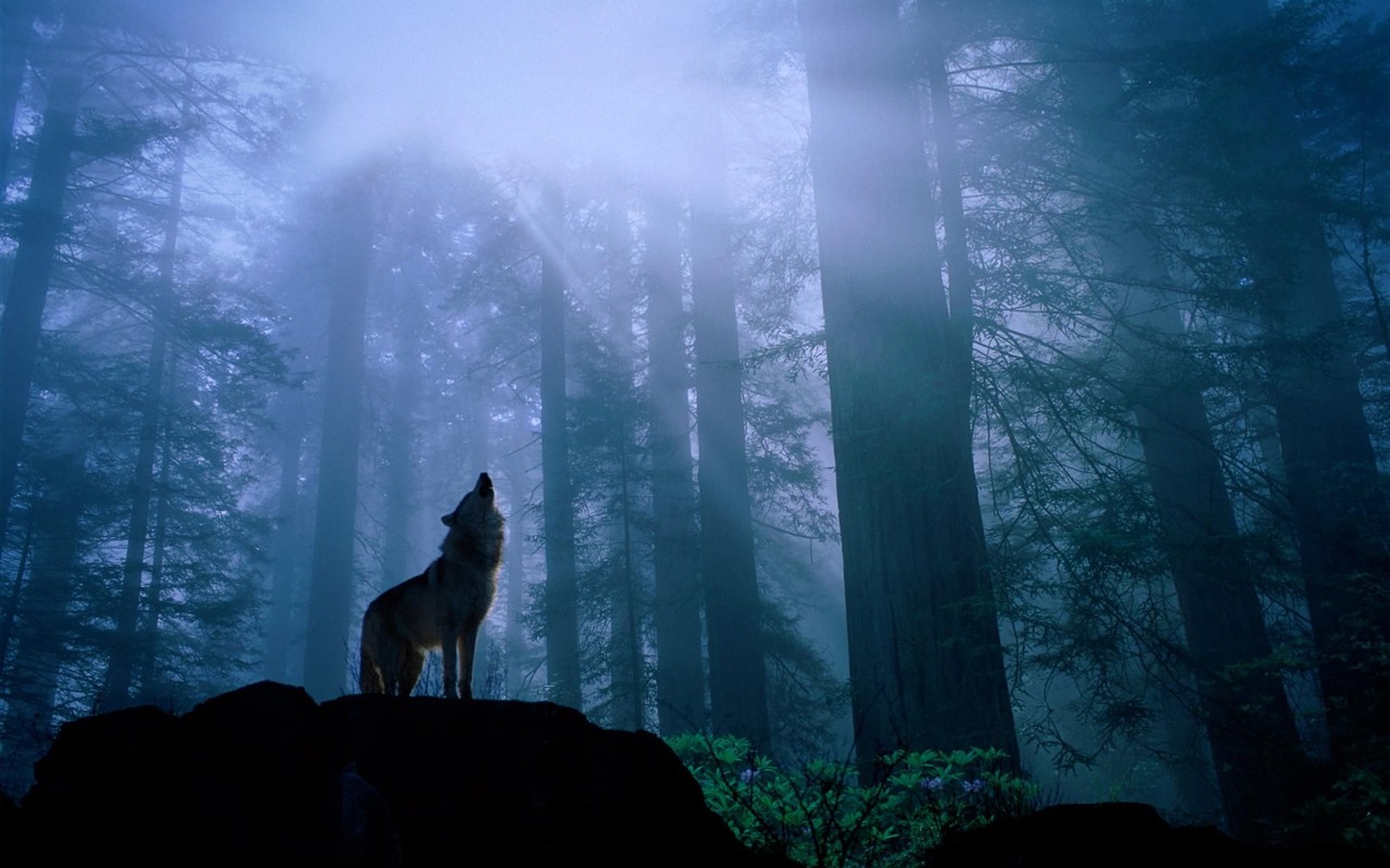 Wolf Wallpaper Album #6 - 1280x800