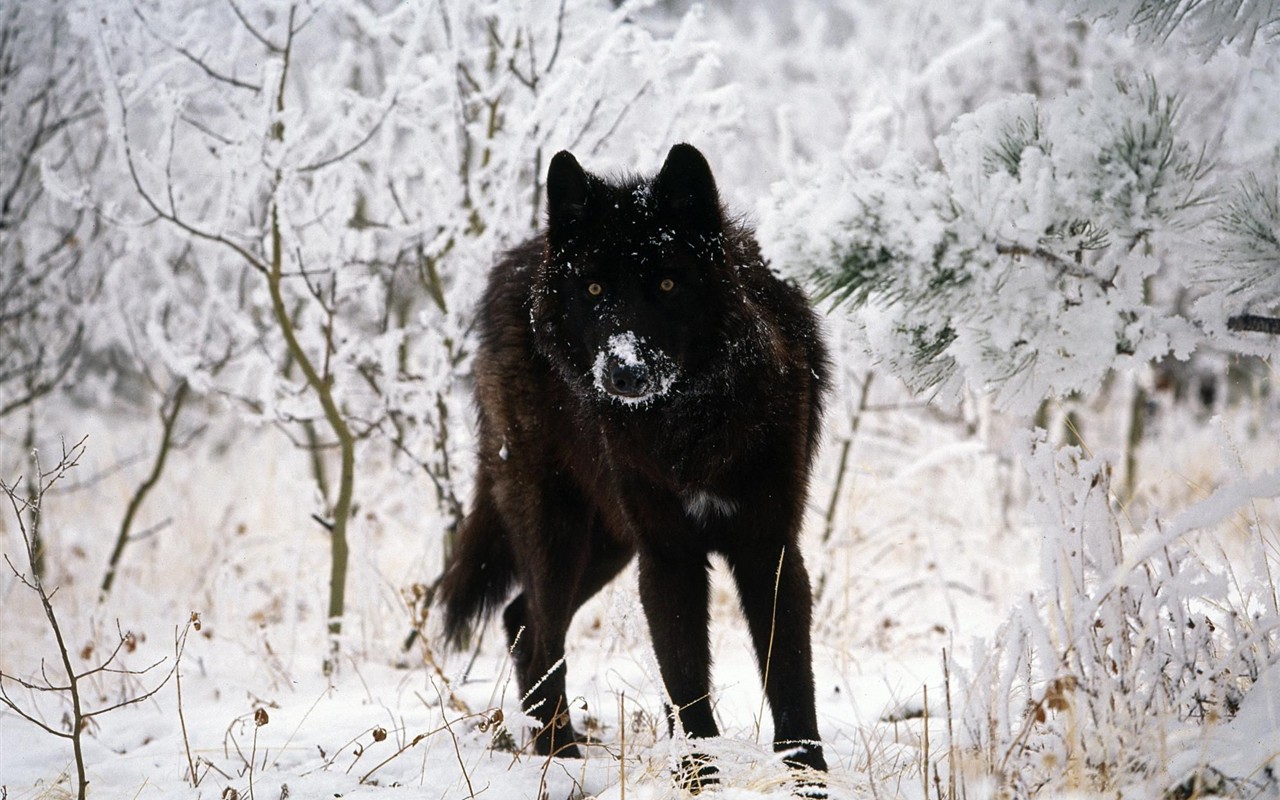 Wolf Wallpaper Album #11 - 1280x800