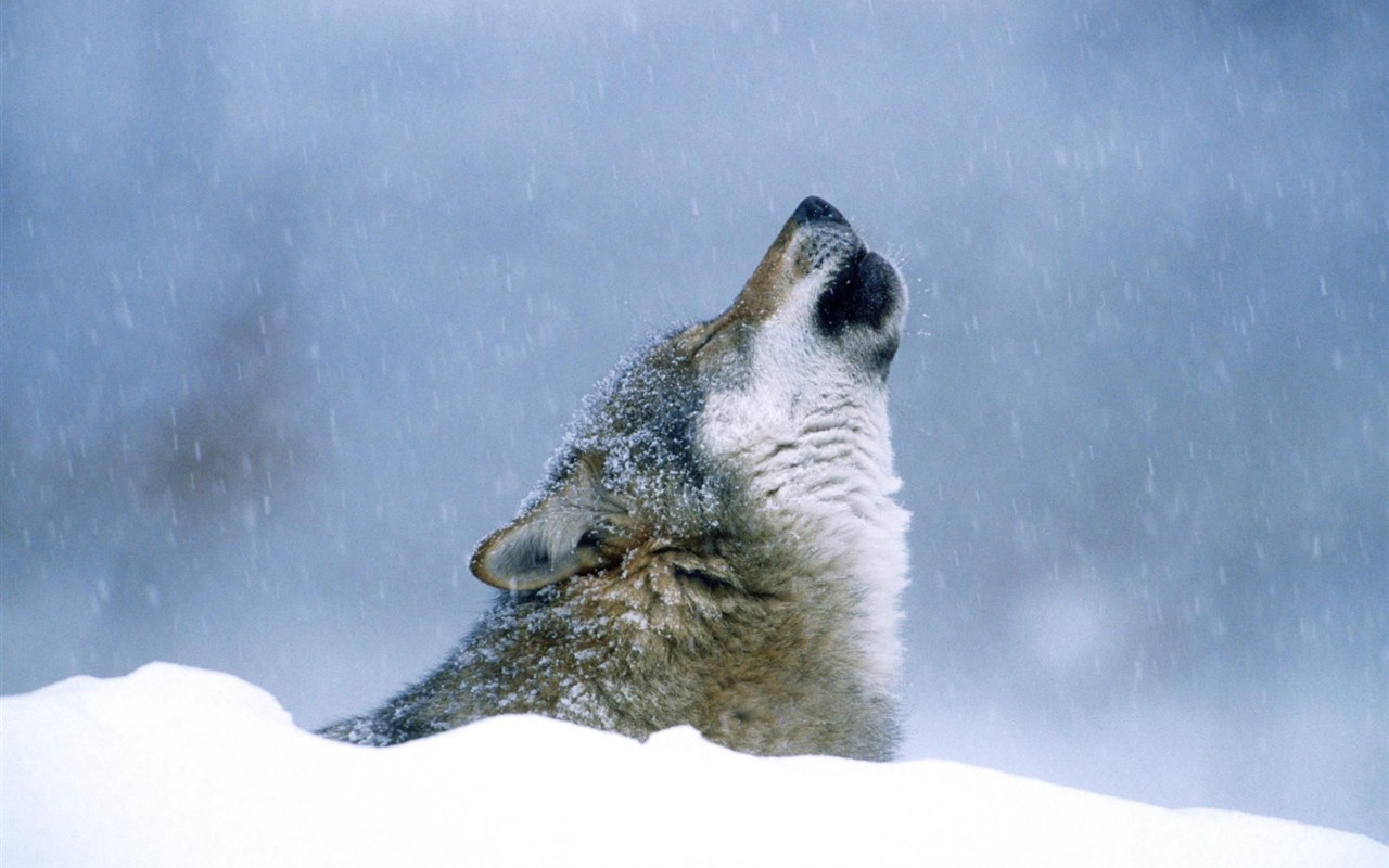 Wolf Wallpaper Album #14 - 1280x800