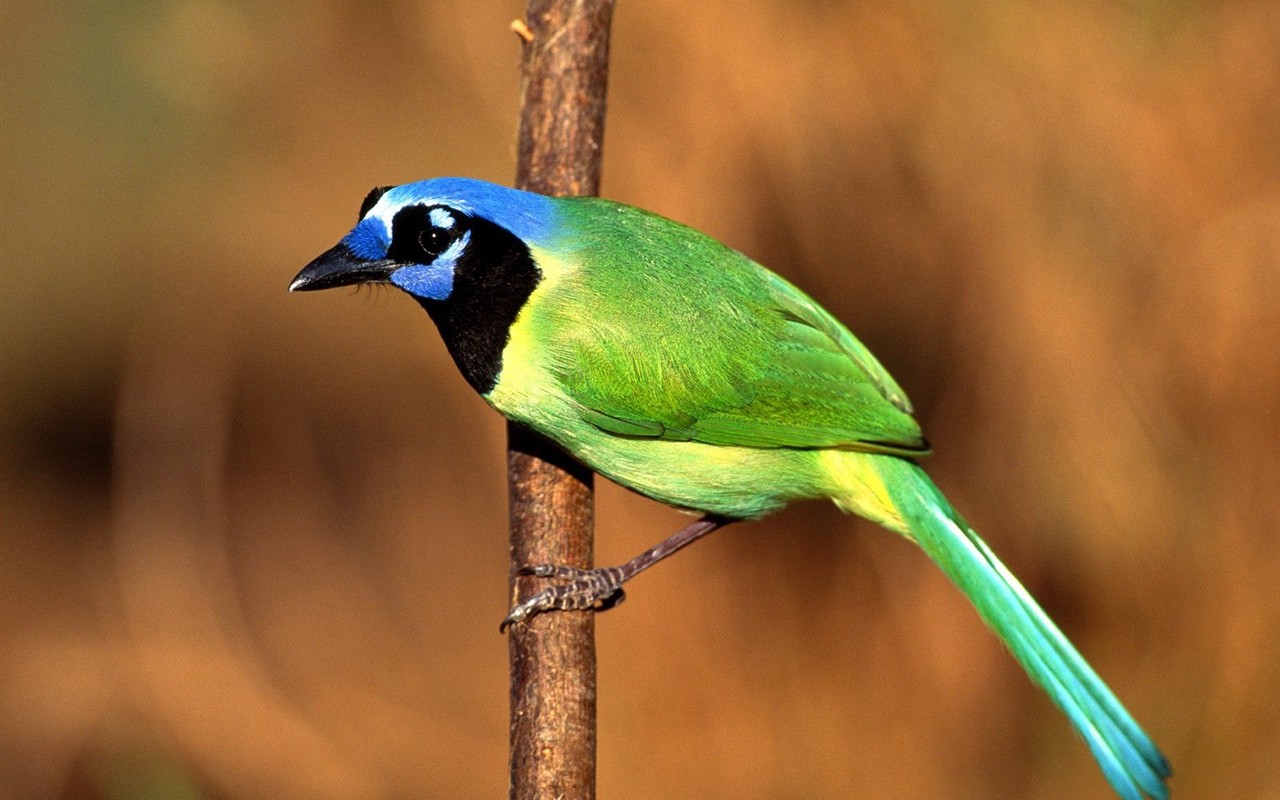 Lovely Vogel Fototapete #2 - 1280x800